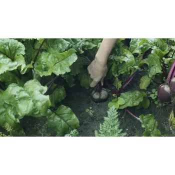 Natural Beetroot
